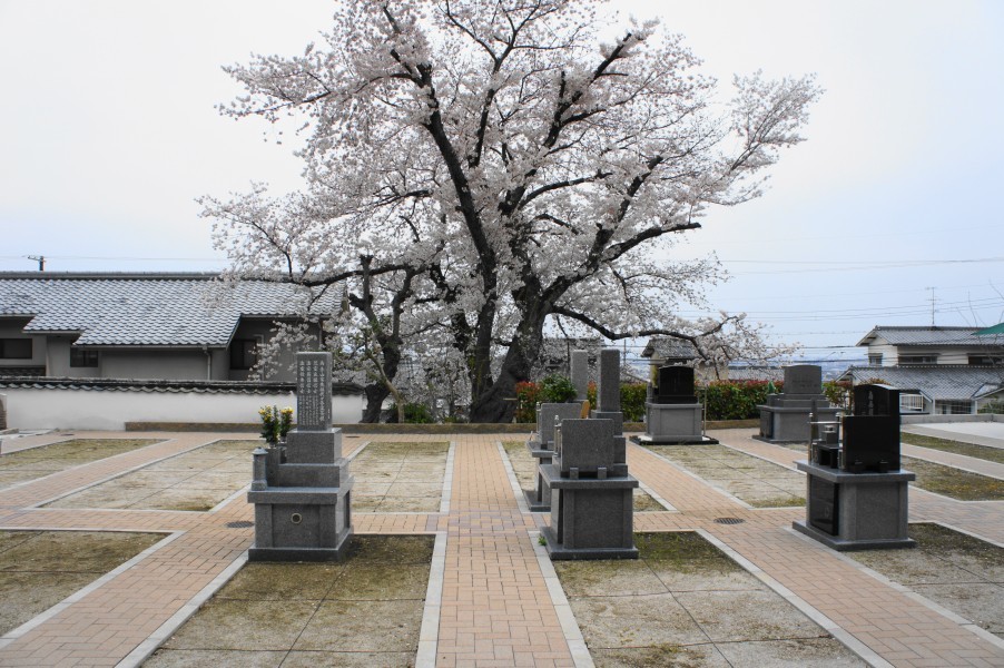 墓地を見守る吉祥寺のソメイヨシノ。樹齢は100年近いという