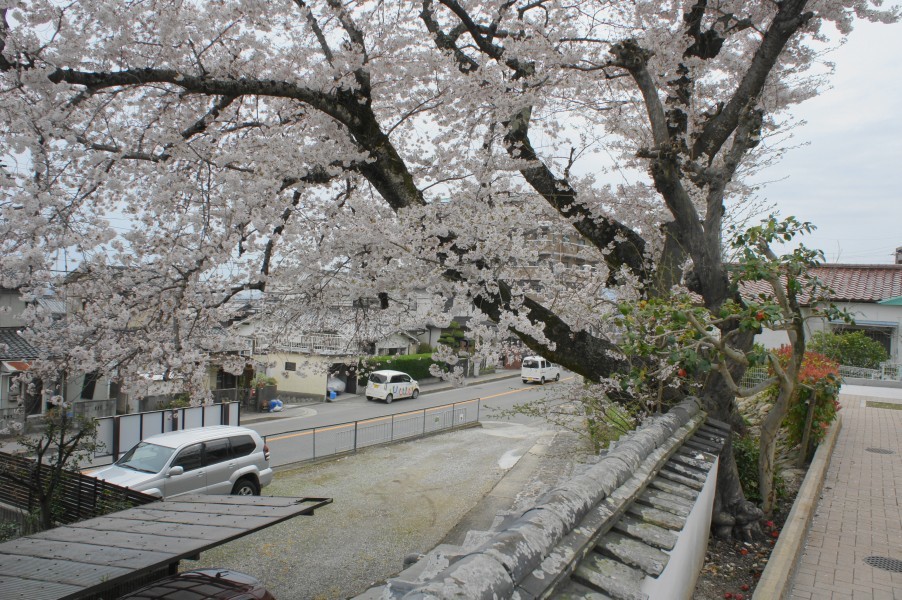 訪れたときはちょうど桜が満開だった